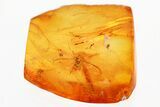 Detailed Fossil Aphid (Aphidoidea) w/ Spread Wings in Baltic Amber #300721-1